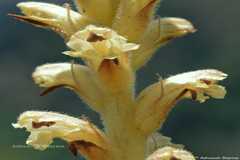 Orobanche alba